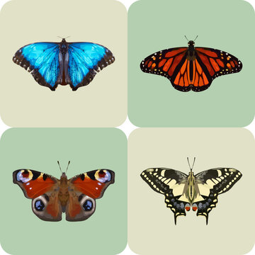 Beautiful butterfly vector set design