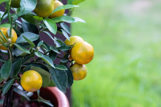 Close up citrus japonica fruit hanging on kumquat tree in pot decorative front home garden background