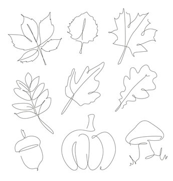 Forest leaves, pumpkin, acorn und one line set. Autumn leaf linear collection. Simple outline forest elements.