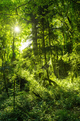Fototapeta na wymiar a ray of sunshine in a dense forest