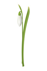 Realistic Snowdrop Illustration