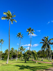 Palm trees on the beach park in Hawaii
