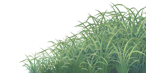 Fototapeta premium green grass for composition thin and bright