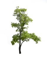 Fotobehang tree isolated on white background © Tony A