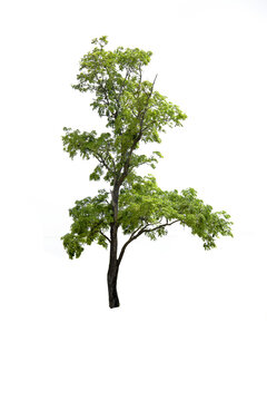 tree isolated on white background