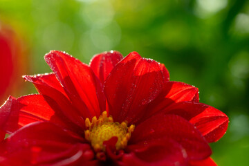 A large red flower bud with leaves on a green background. Flower greeting card. Background with a red flower.