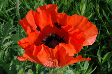 Pavot d'orient, Papaver orientale