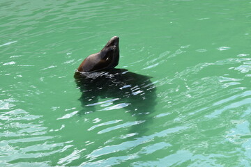 seal in the water 