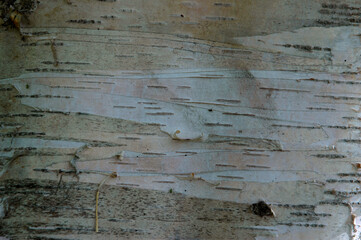 Fototapeta premium Bouleau du Canada, Betula neoalaskana, Variété Yukon white Birch