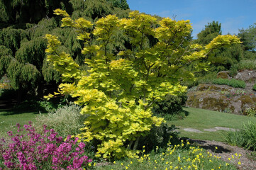 Erable du Japon, Acer shirasawanum, Variété Aureum
