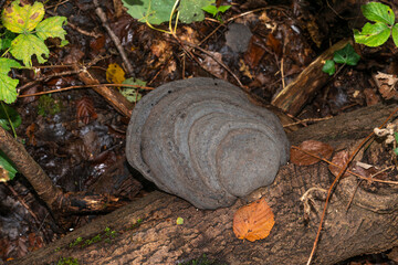 Amadouvier, amadou, fomentarius
