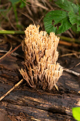 Clavaire élégante, champignon,  Ramaria formosa