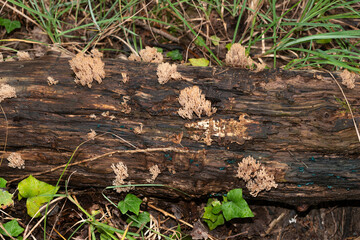 Clavaire élégante, champignon,  Ramaria formosa