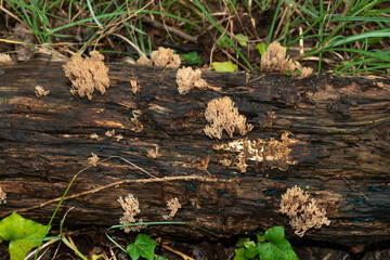 Clavaire élégante, champignon,  Ramaria formosa