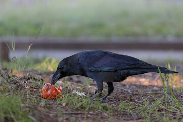 カラスの食事