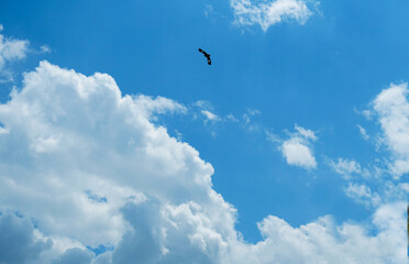 Fototapeta na wymiar A bird flies in the blue sky