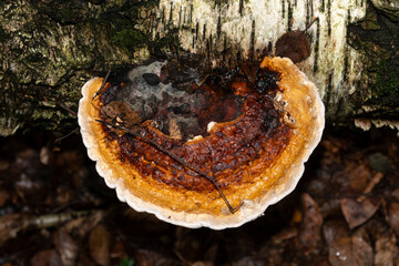 polypore margin&eacute; , ungiline margin&eacute;e, champignon, Fomitopsis pinicola