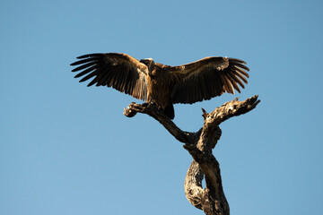 Vautour africain,.Gyps africanus, White backed Vulture, Parc national Kruger, Afrique du Sud