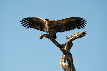 Obraz premium Vautour africain,.Gyps africanus, White backed Vulture, Parc national Kruger, Afrique du Sud
