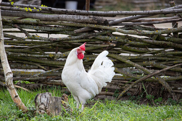 beautiful white rooster walks on the grass