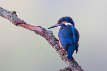 Common European Kingfisher Alcedo atthis perching on a branch