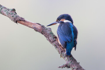 Common European Kingfisher Alcedo atthis perching on a branch