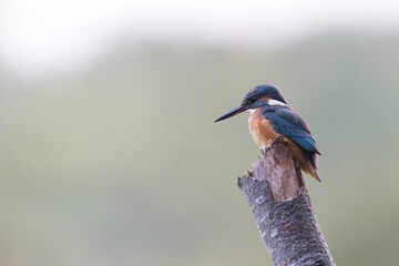 Common European Kingfisher Alcedo atthis perching on a branch