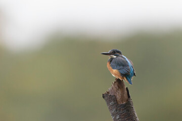 Common European Kingfisher Alcedo atthis perching on a branch