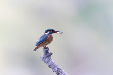 Common European Kingfisher Alcedo atthis perching on a branch