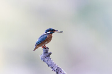 Common European Kingfisher Alcedo atthis perching on a branch