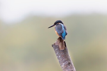 Common European Kingfisher Alcedo atthis perching on a branch