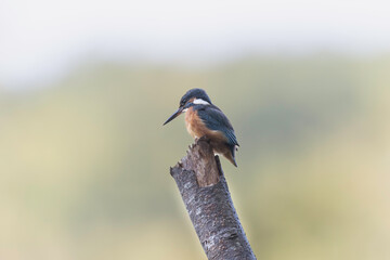 Common European Kingfisher Alcedo atthis perching on a branch