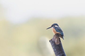 Common European Kingfisher Alcedo atthis perching on a branch