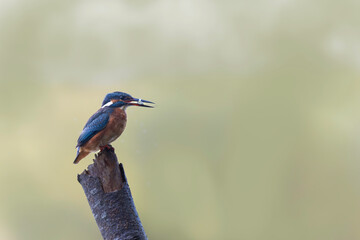 Common European Kingfisher Alcedo atthis perching on a branch