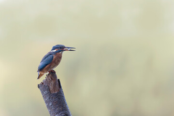 Common European Kingfisher Alcedo atthis perching on a branch