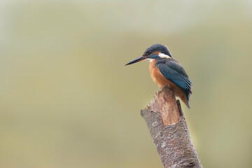 Common European Kingfisher Alcedo atthis perching on a branch