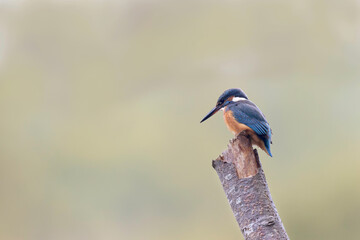 Common European Kingfisher Alcedo atthis perching on a branch