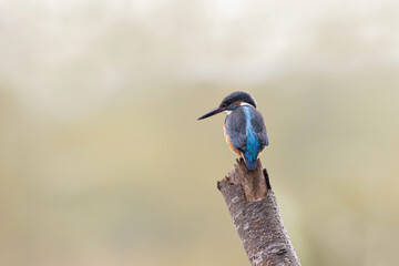 Common European Kingfisher Alcedo atthis perching on a branch