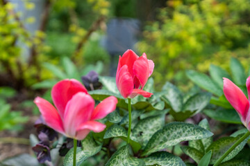 Blumen