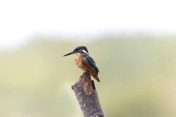 Common European Kingfisher Alcedo atthis perching on a branch