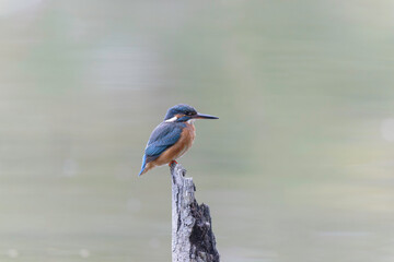 Common European Kingfisher Alcedo atthis perching on a branch