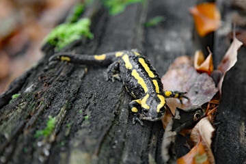 Feuersalamander im Herbst