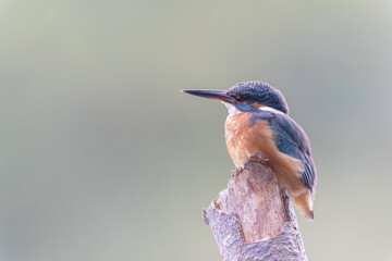 Common European Kingfisher Alcedo atthis perching on a branch