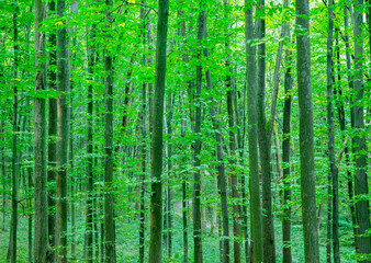 Forest trees. nature green wood sunlight backgrounds © photolink