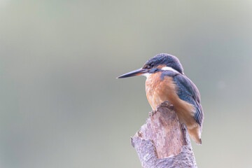 Common European Kingfisher Alcedo atthis perching on a branch