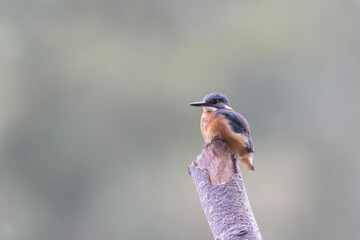 Common European Kingfisher Alcedo atthis perching on a branch