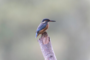 Common European Kingfisher Alcedo atthis perching on a branch