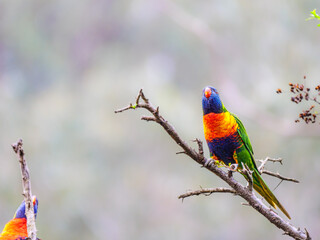 Lorikeet Looking Up
