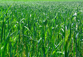 Fresh green wheat grass, green background