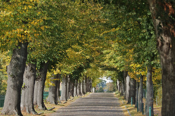 Allee mit Laubbäumen im Herbst und Dorfstraße mit Kopfsteinpflaster